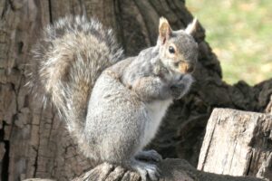 Chicago Squirrel