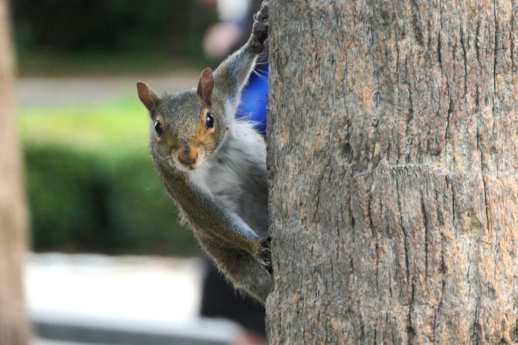 NewOrleans Squirrel